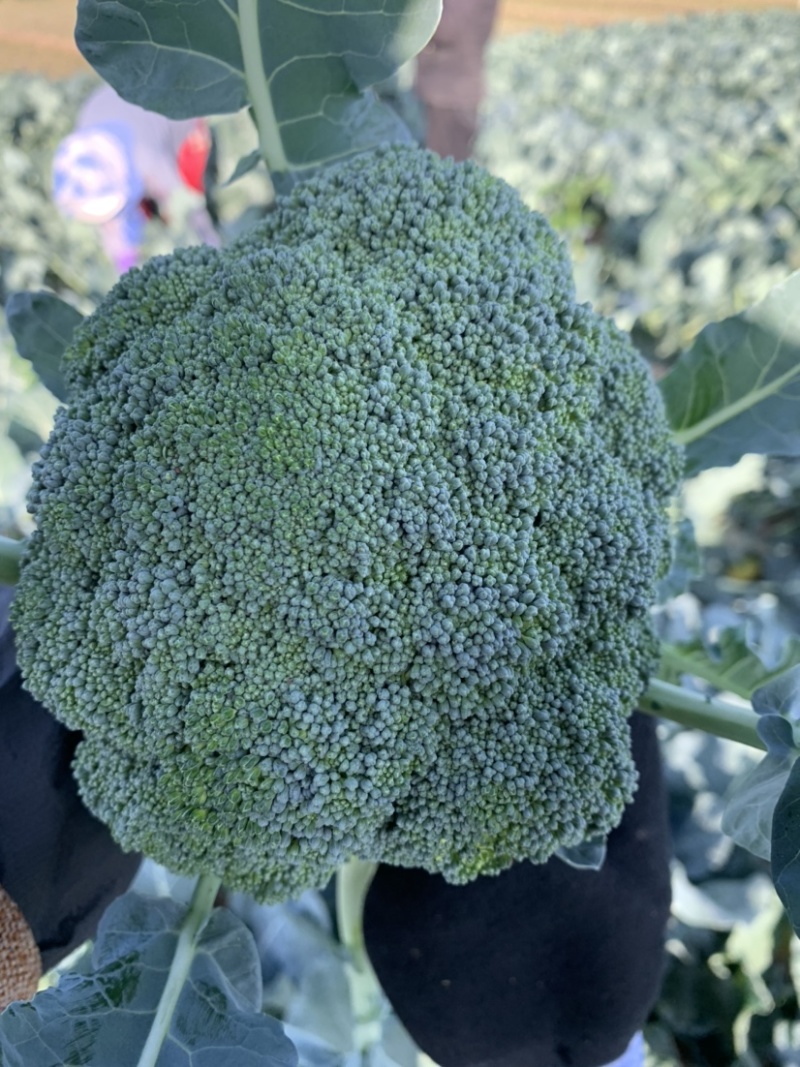 【牛商推荐】定西精品西兰花大量上市、质量保证、价格优惠
