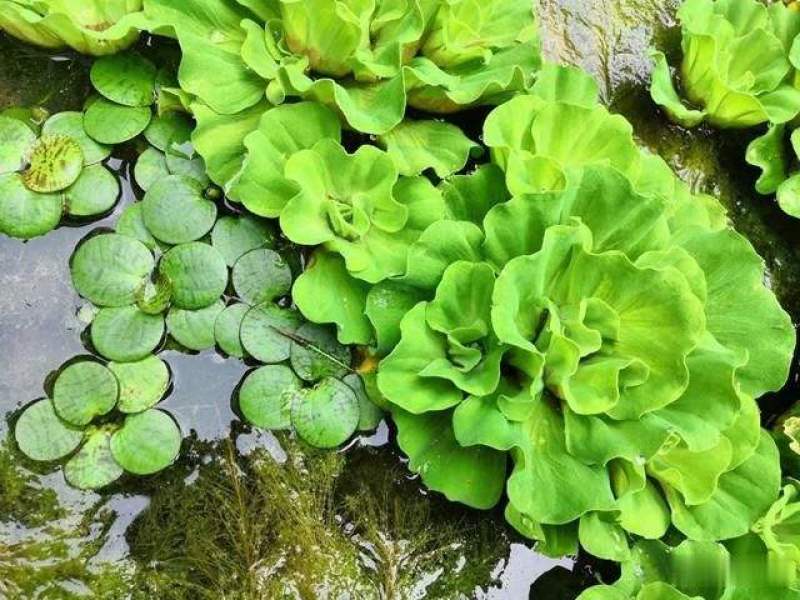 牡丹萍水草浮萍水生水培植物花卉净化水质阳台庭院微造景观