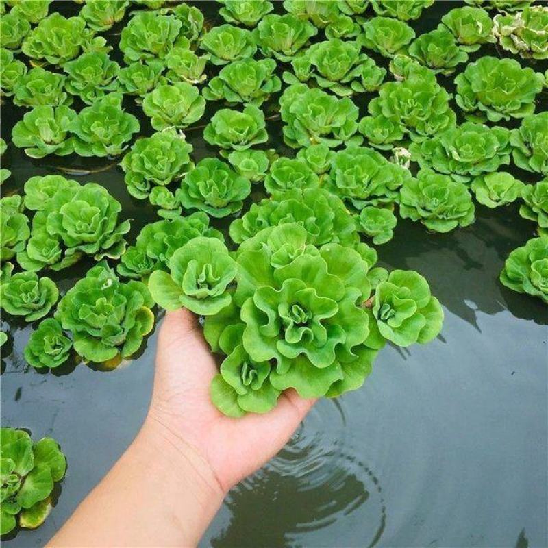 牡丹萍水草浮萍水生水培植物花卉净化水质阳台庭院微造景观