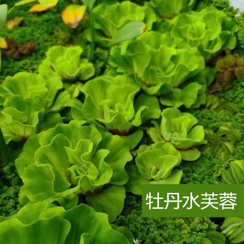 牡丹萍水草浮萍水生水培植物花卉净化水质阳台庭院微造景观