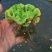 牡丹萍水草浮萍水生水培植物花卉净化水质阳台庭院微造景观