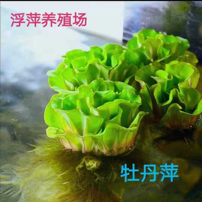 牡丹萍水草浮萍水生水培植物花卉净化水质阳台庭院微造景观