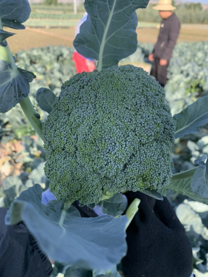 【牛商推荐】定西精品西兰花大量上市、质量保证、价格优惠