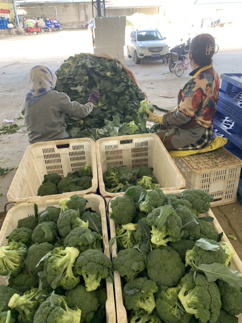 【牛商推荐】定西精品西兰花大量上市、质量保证、价格优惠