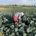 【牛商推荐】定西精品西兰花大量上市、质量保证、价格优惠