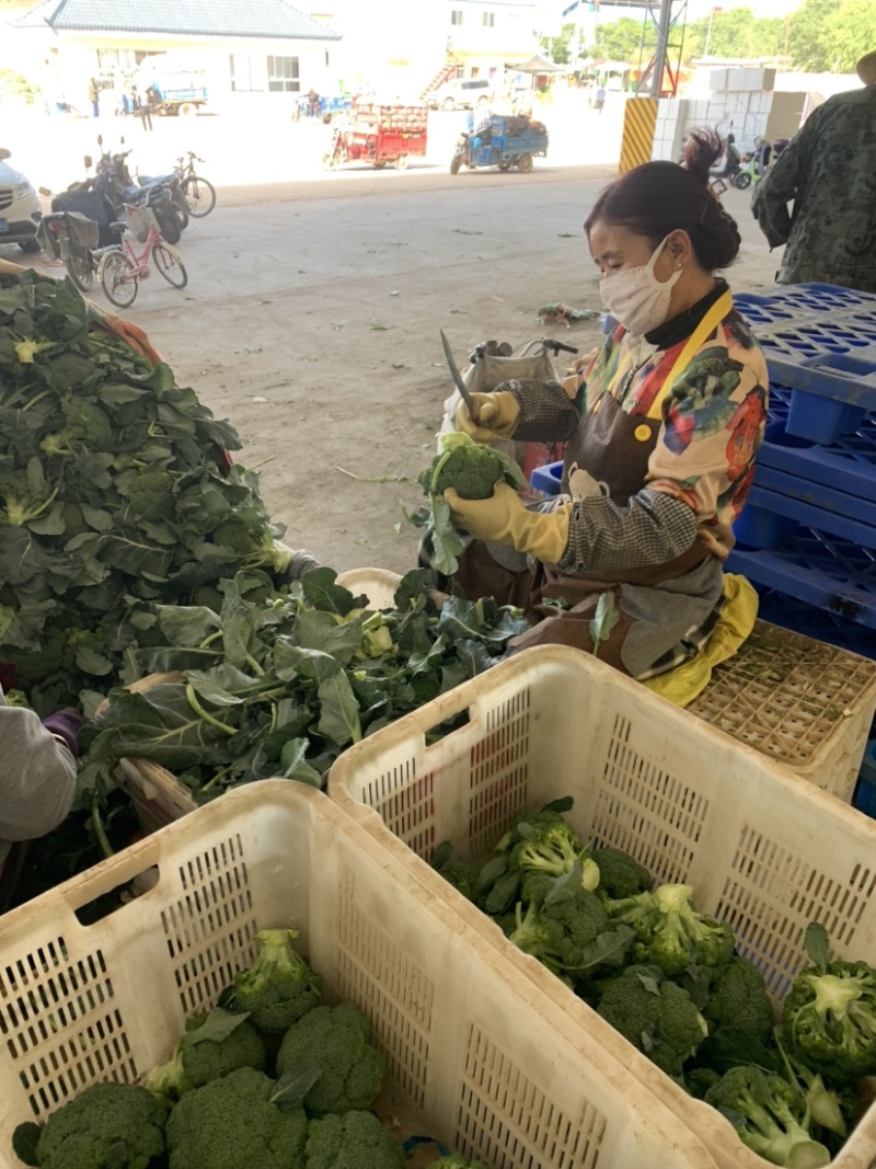 【牛商推荐】定西精品西兰花大量上市、质量保证、价格优惠