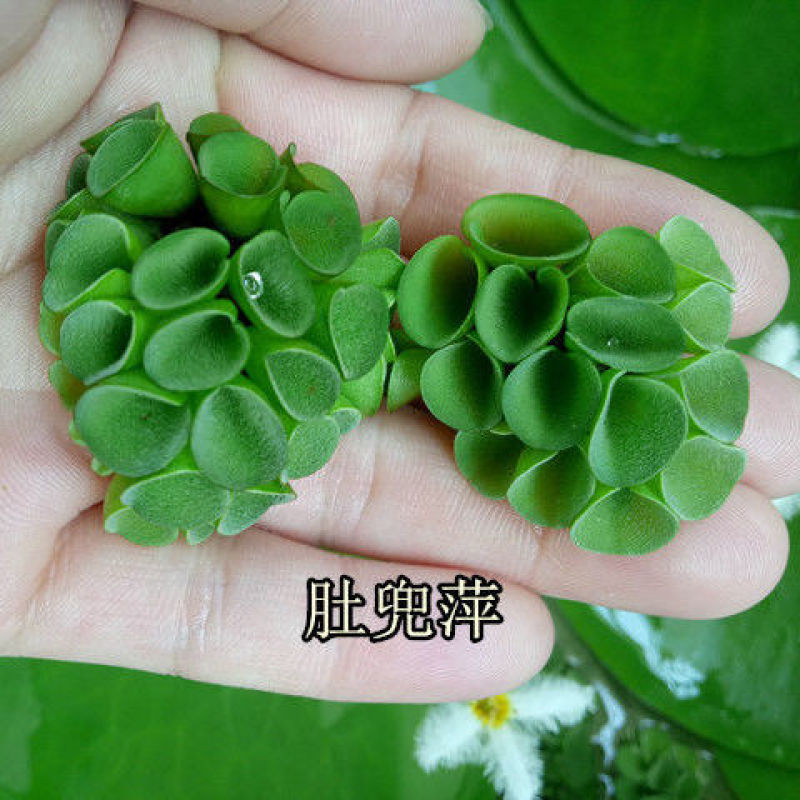 浮萍水草肚兜萍水葫芦一叶莲铜钱草水生水培植物花卉