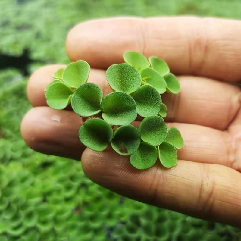 浮萍水草肚兜萍水葫芦一叶莲铜钱草水生水培植物花卉