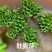 浮萍水草肚兜萍水葫芦一叶莲铜钱草水生水培植物花卉