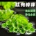 浮萍水草肚兜萍水葫芦一叶莲铜钱草水生水培植物花卉