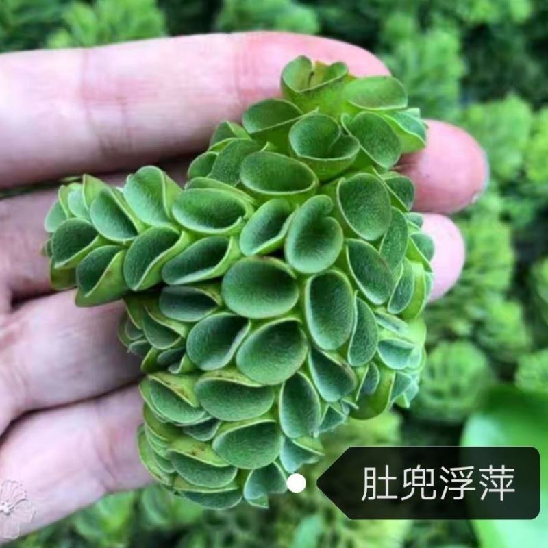 浮萍水草肚兜萍水葫芦一叶莲铜钱草水生水培植物花卉