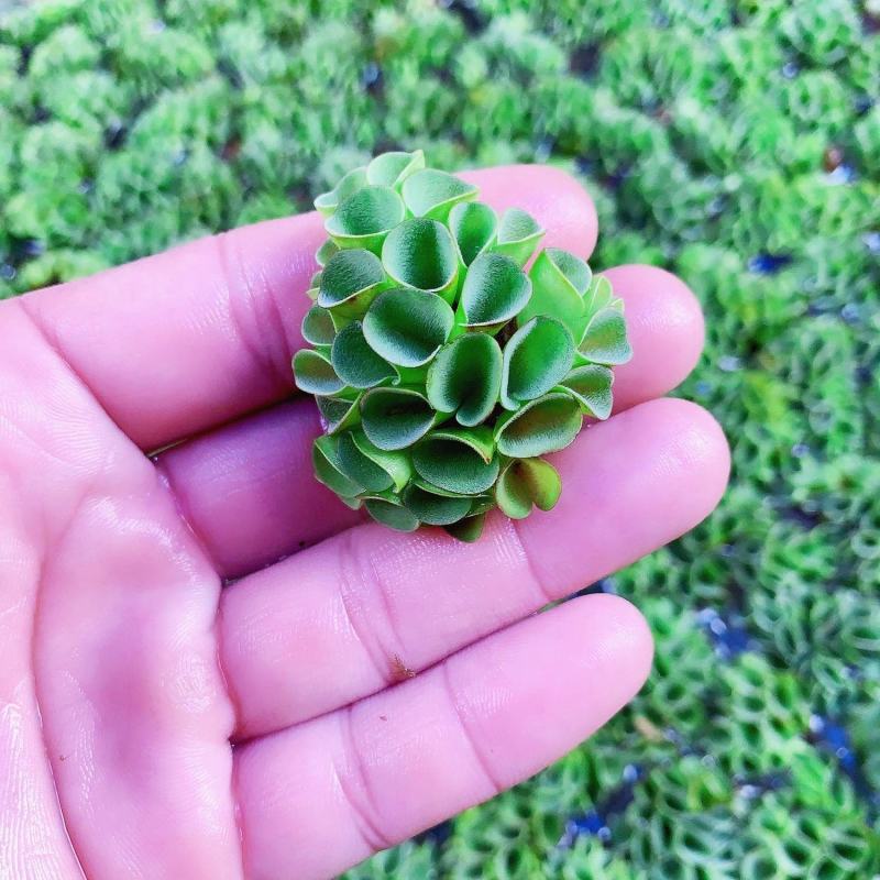浮萍水草肚兜萍水葫芦一叶莲铜钱草水生水培植物花卉