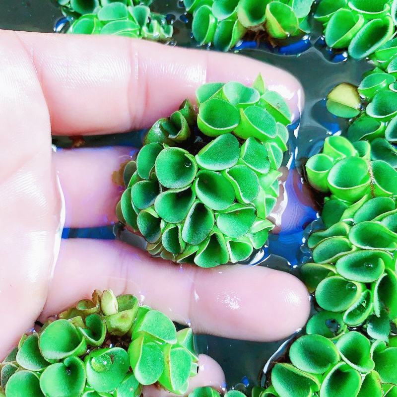 浮萍水草肚兜萍水葫芦一叶莲铜钱草水生水培植物花卉