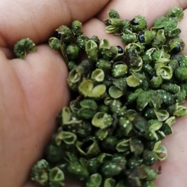 青花椒