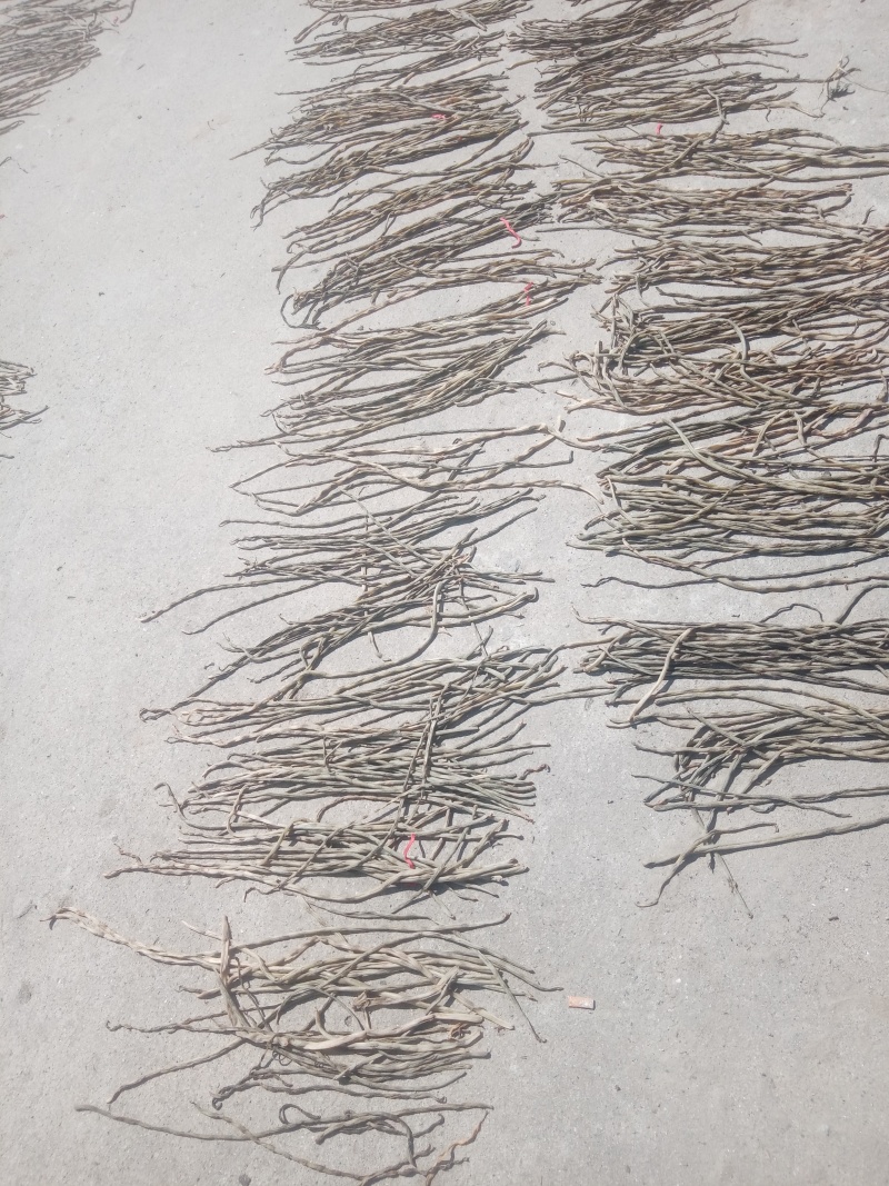 优质精品大量供应豆角干豆角干豇豆长豇豆鲜豇豆鲜豆角批发