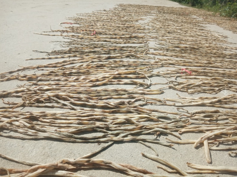 优质精品大量供应豆角干豆角干豇豆长豇豆鲜豇豆鲜豆角批发