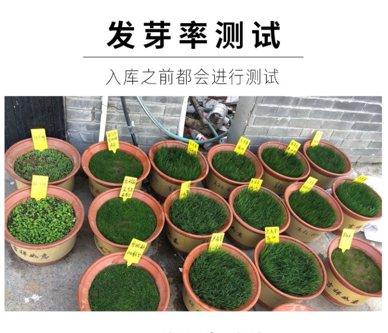 早熟禾种子草坪种子四季常青草坪种子庭院别墅绿化低矮草坪籽