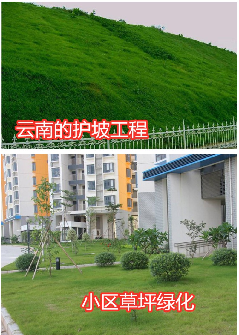 早熟禾种子草坪种子四季常青草坪种子庭院别墅绿化低矮草坪籽
