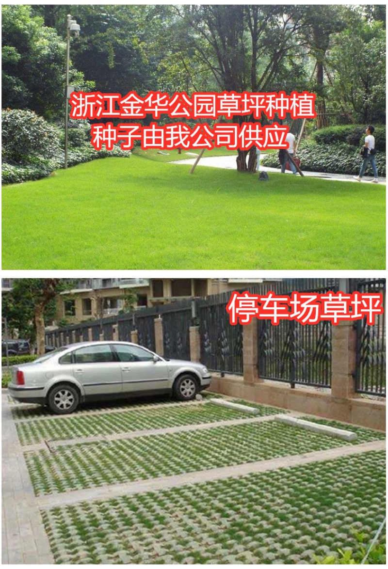 早熟禾种子草坪种子四季常青草坪种子庭院别墅绿化低矮草坪籽