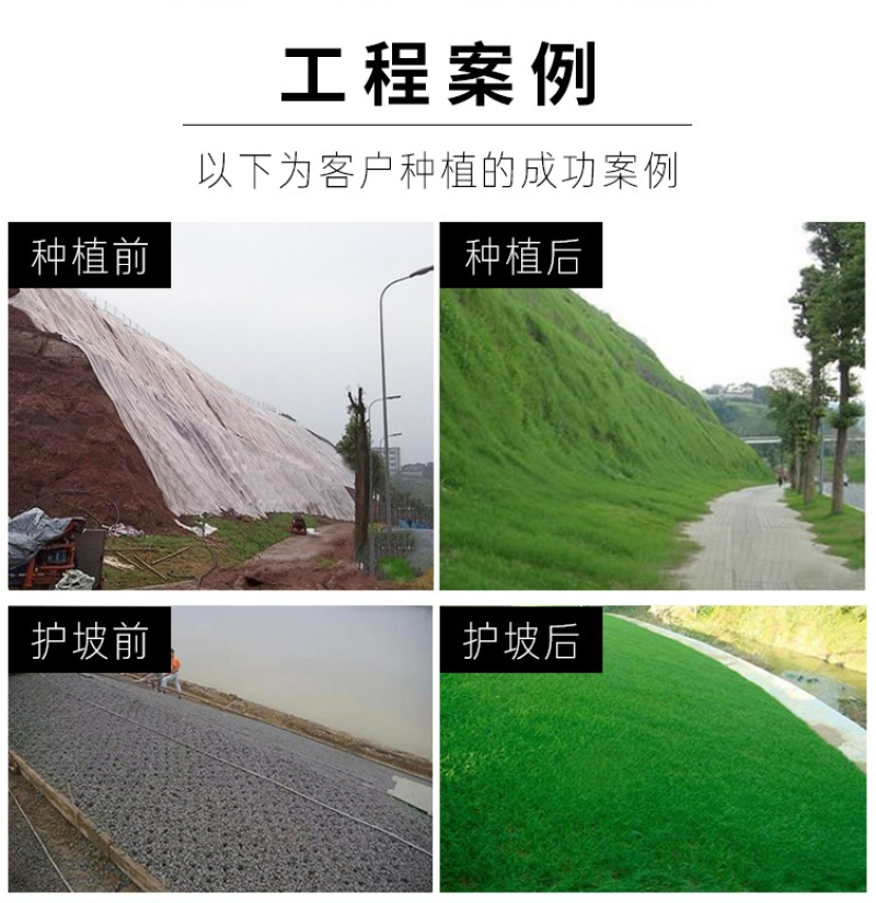 披碱草种子护坡固土草籽矿区耐盐碱草坪种子件碱茅草矿区覆绿