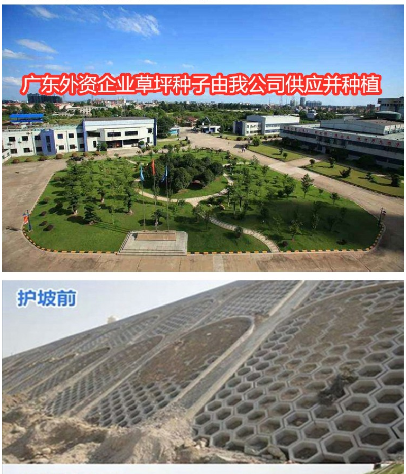 披碱草种子护坡固土草籽矿区耐盐碱草坪种子件碱茅草矿区覆绿