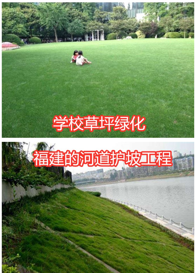 披碱草种子护坡固土草籽矿区耐盐碱草坪种子件碱茅草矿区覆绿