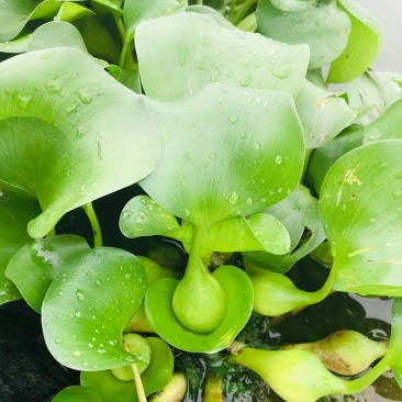 水葫芦水生植物新鲜种苗净化水质浮萍水草造景好成活水浮莲水