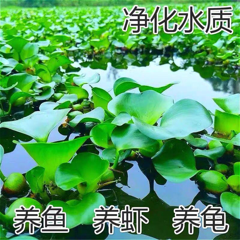 水葫芦水生植物新鲜种苗净化水质浮萍水草造景好成活水浮莲水