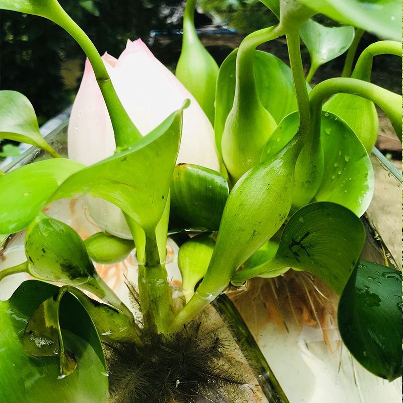 水葫芦水生植物新鲜种苗净化水质浮萍水草造景好成活水浮莲水