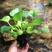 水葫芦水生植物新鲜种苗净化水质浮萍水草造景好成活水浮莲水
