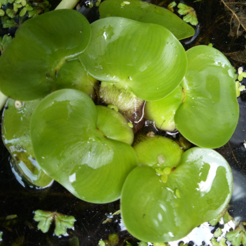 水葫芦水生植物新鲜种苗净化水质浮萍水草造景好成活水浮莲水