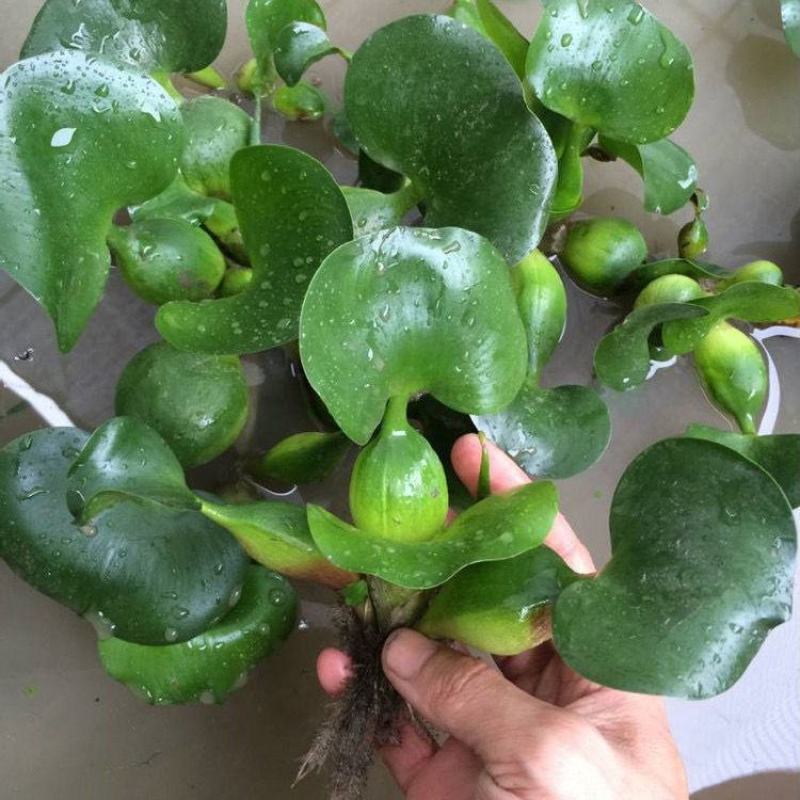 水葫芦水生植物新鲜种苗净化水质浮萍水草造景好成活水浮莲水