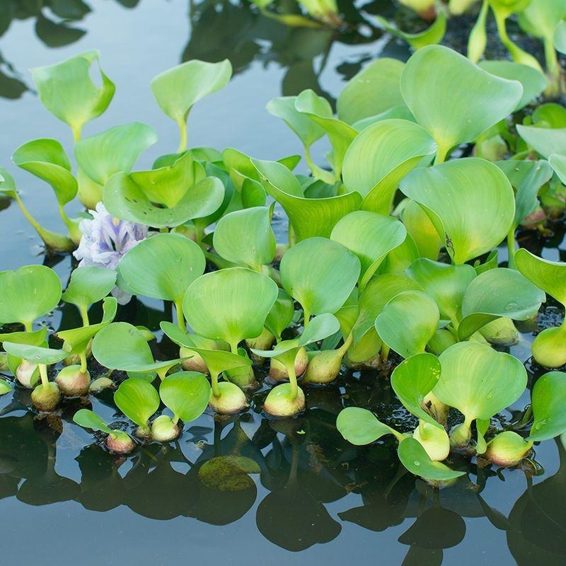 水葫芦水生植物新鲜种苗净化水质浮萍水草造景好成活水浮莲水