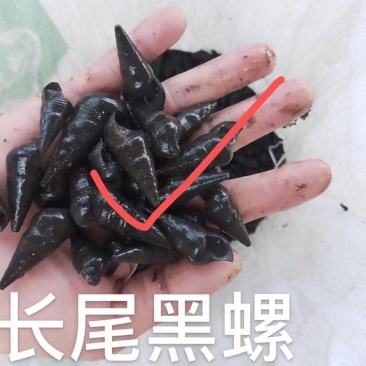 水产山坑螺