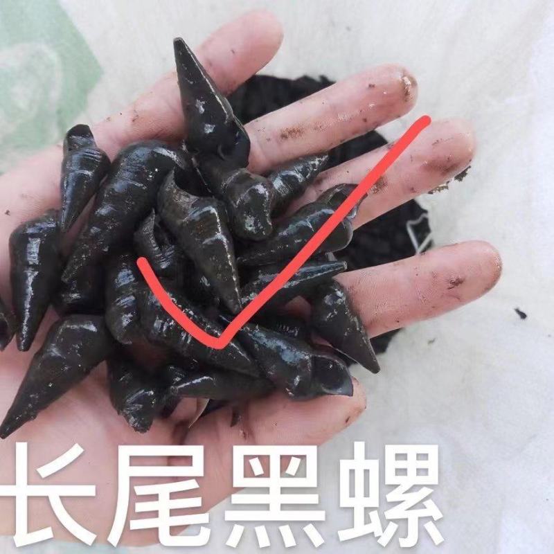 水产山坑螺