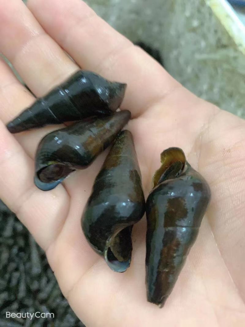 水产山坑螺