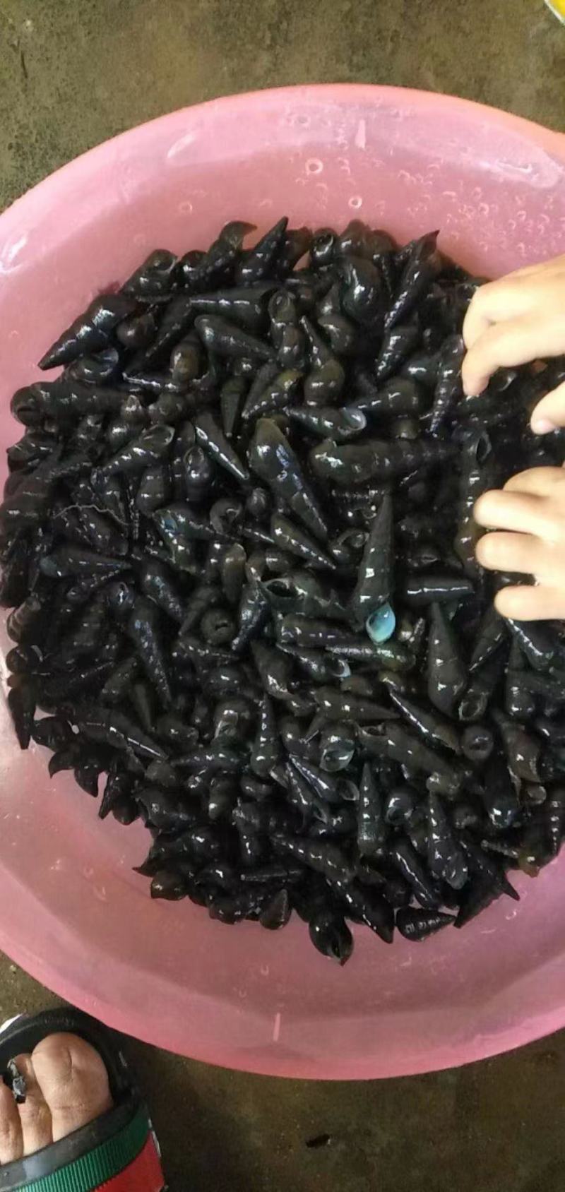 水产山坑螺