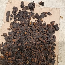 川西高原桦树茸，桑黄……