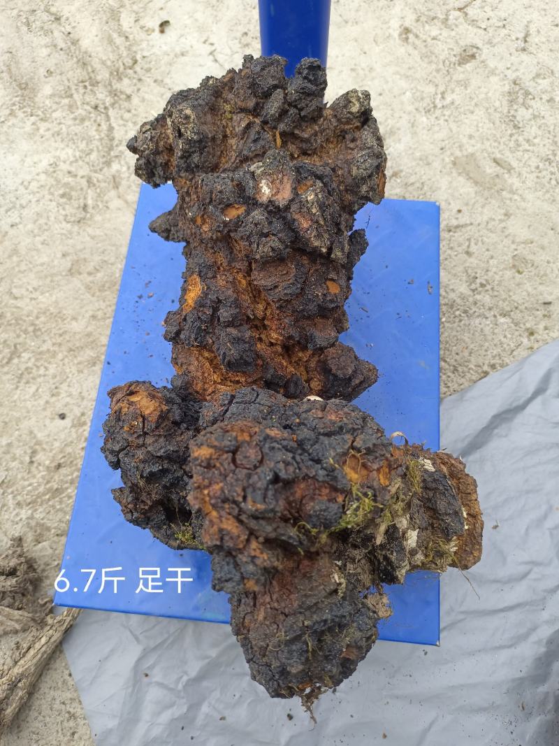 川西高原桦树茸，桑黄……
