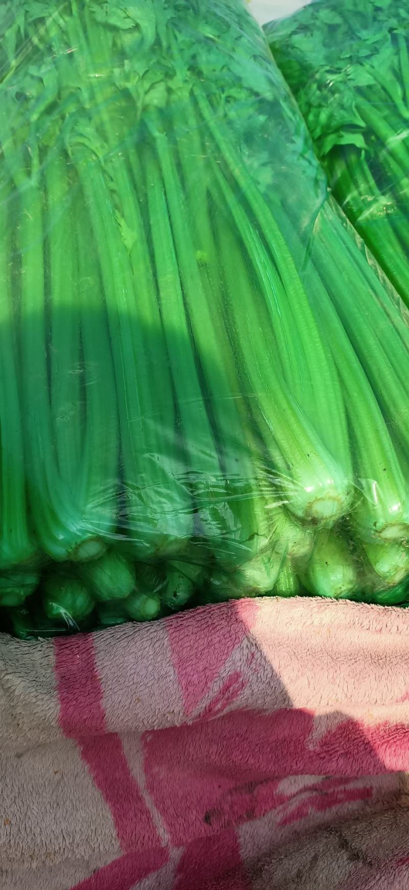 优质芹菜质量保证交通方便，货源充足产地批发价格低可视频