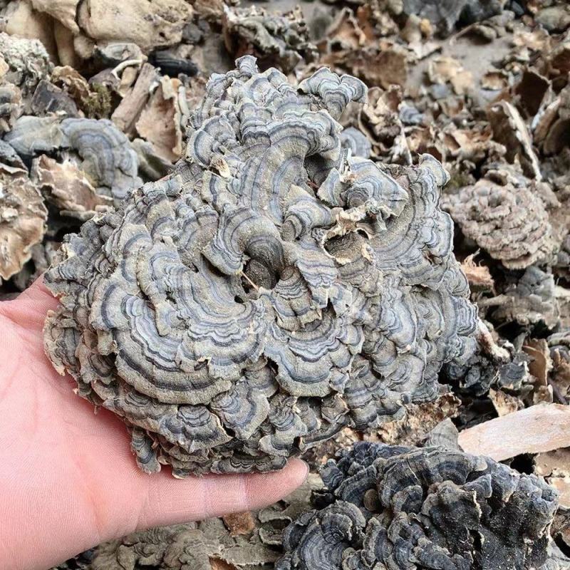 云芝量大从优
