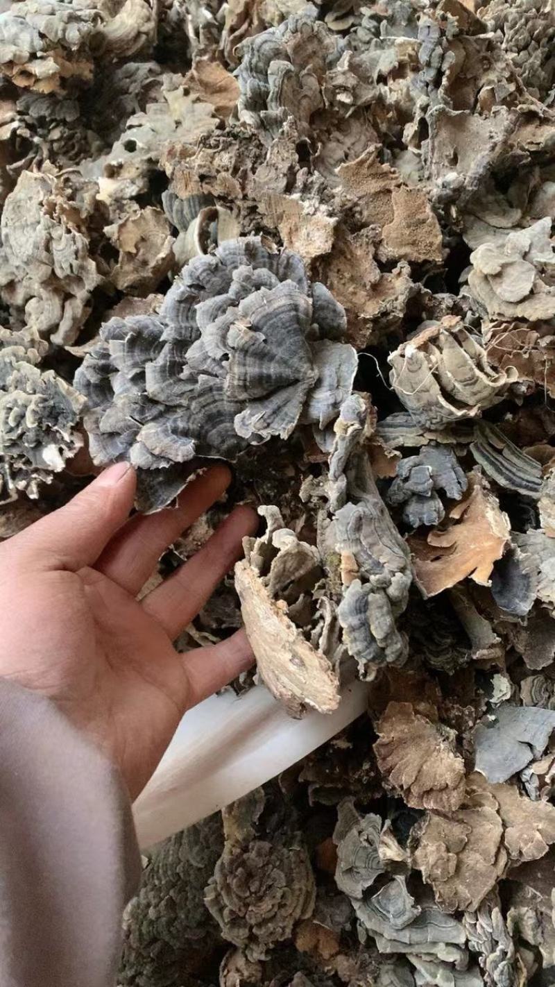 云芝量大从优