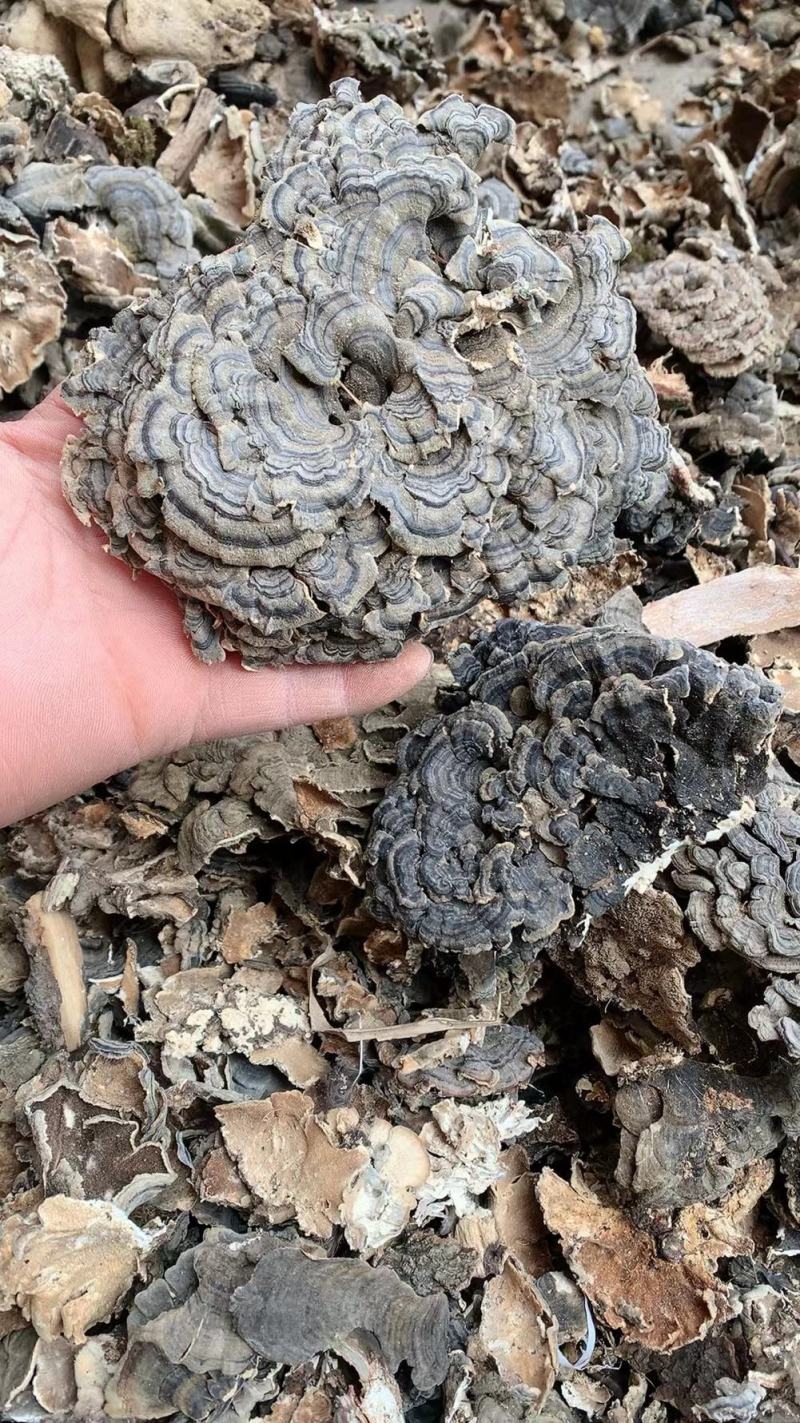 云芝量大从优