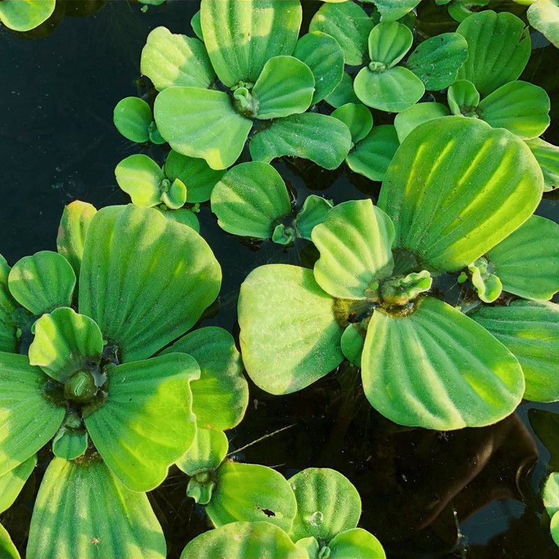 水芙蓉苗水培植物水浮莲池塘鱼缸装饰水草造景净化水质养鱼水