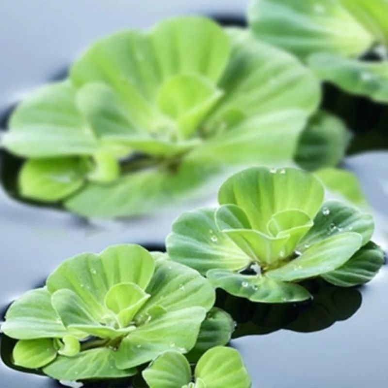 水芙蓉苗水培植物水浮莲池塘鱼缸装饰水草造景净化水质养鱼水