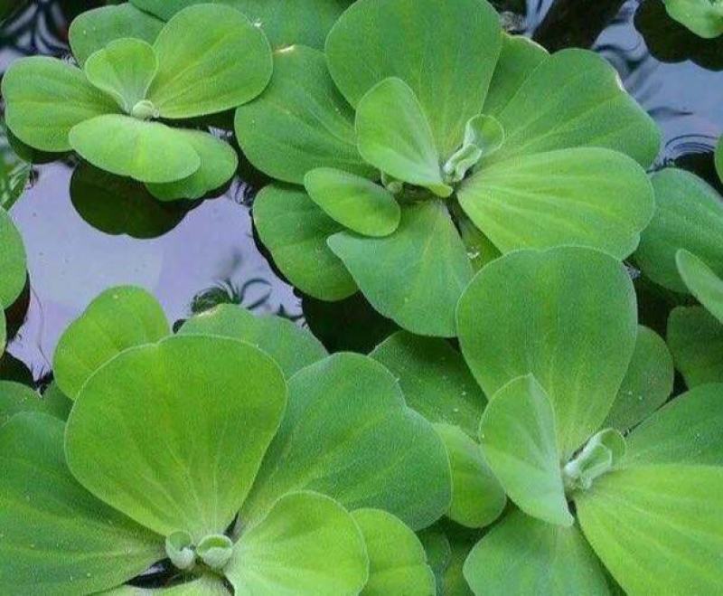水芙蓉苗水培植物水浮莲池塘鱼缸装饰水草造景净化水质养鱼水