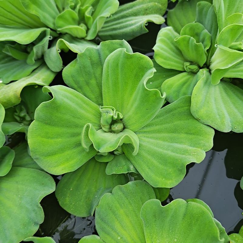 水芙蓉苗水培植物水浮莲池塘鱼缸装饰水草造景净化水质养鱼水