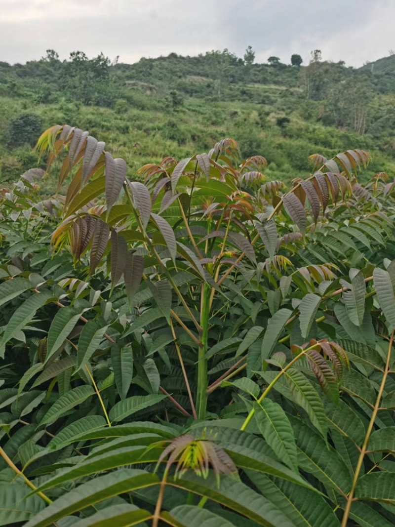四季红油香椿