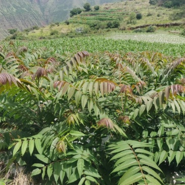 四季红油香椿