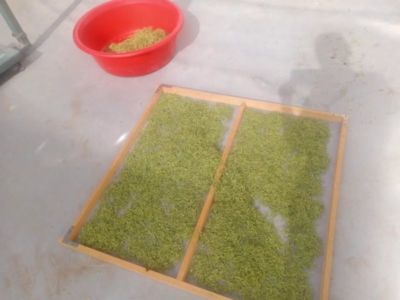 北方四季金银花